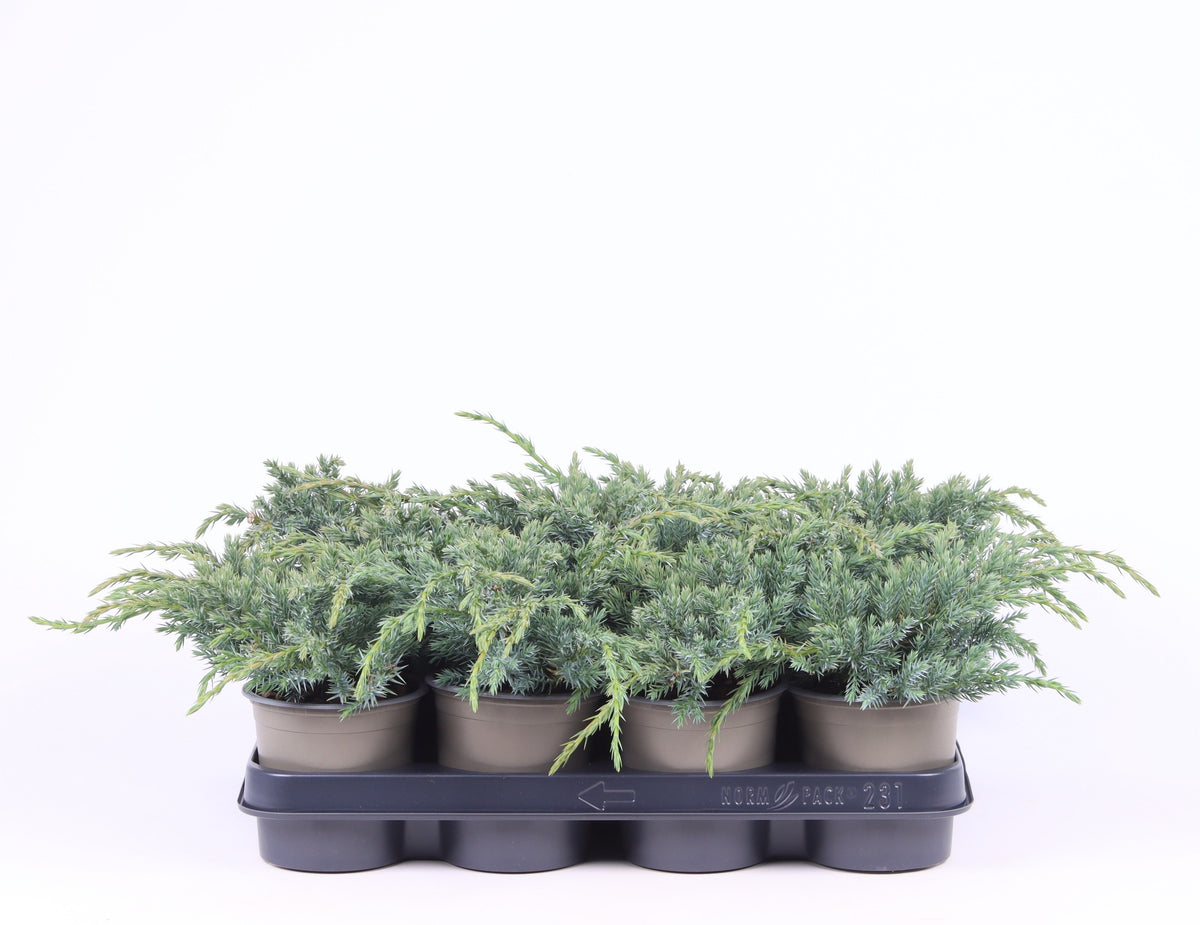 Juniperus Blue Carpet 20cm 11cm Pot