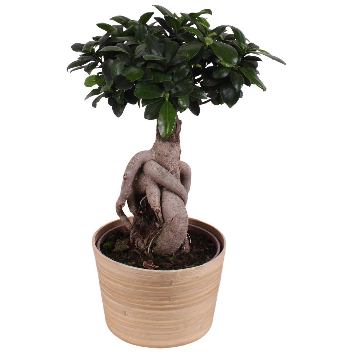 Ficus Ginseng 45cm 19cm Pot