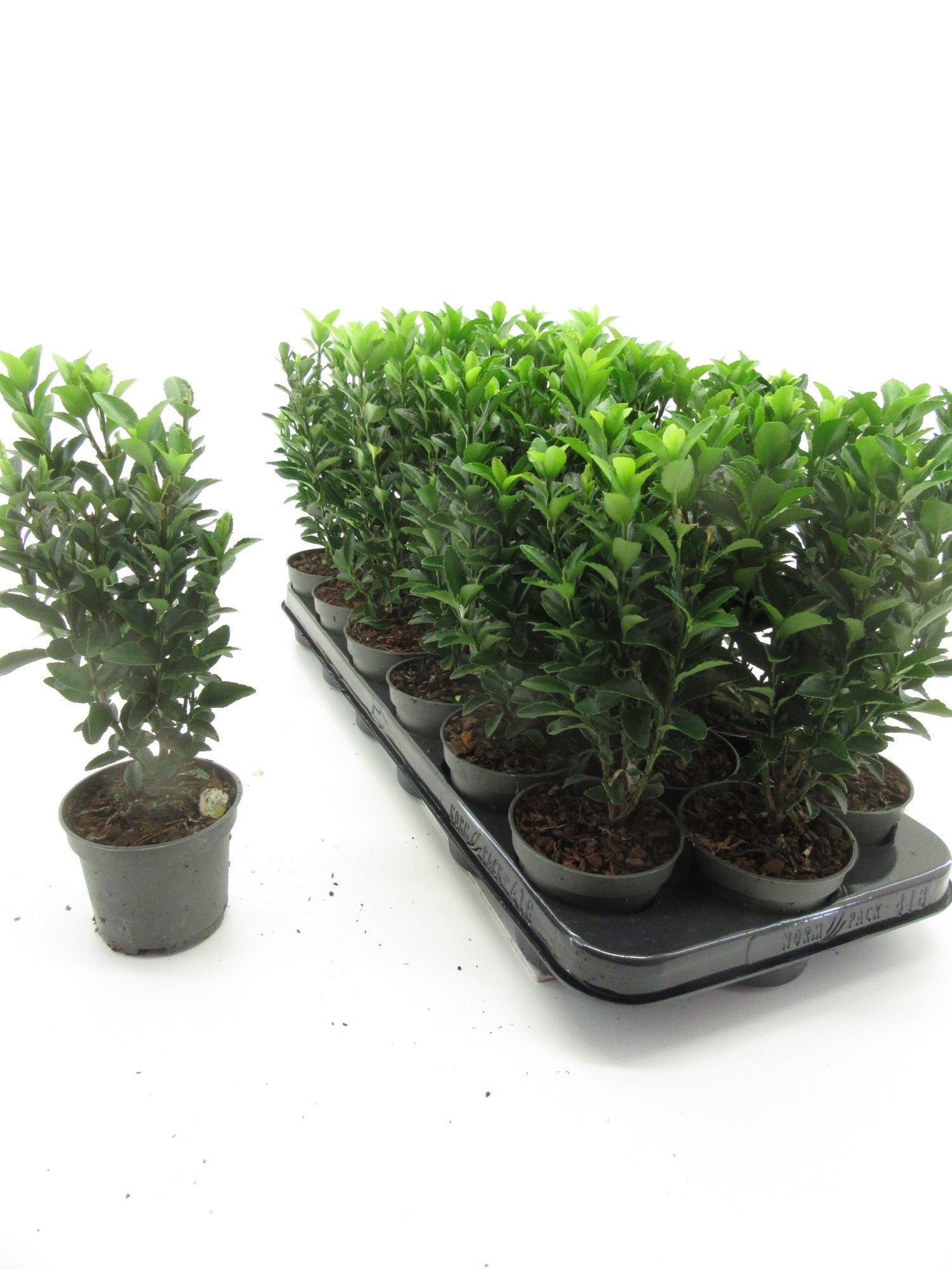 Euonymus Green Spire 20cm 9cm Pot