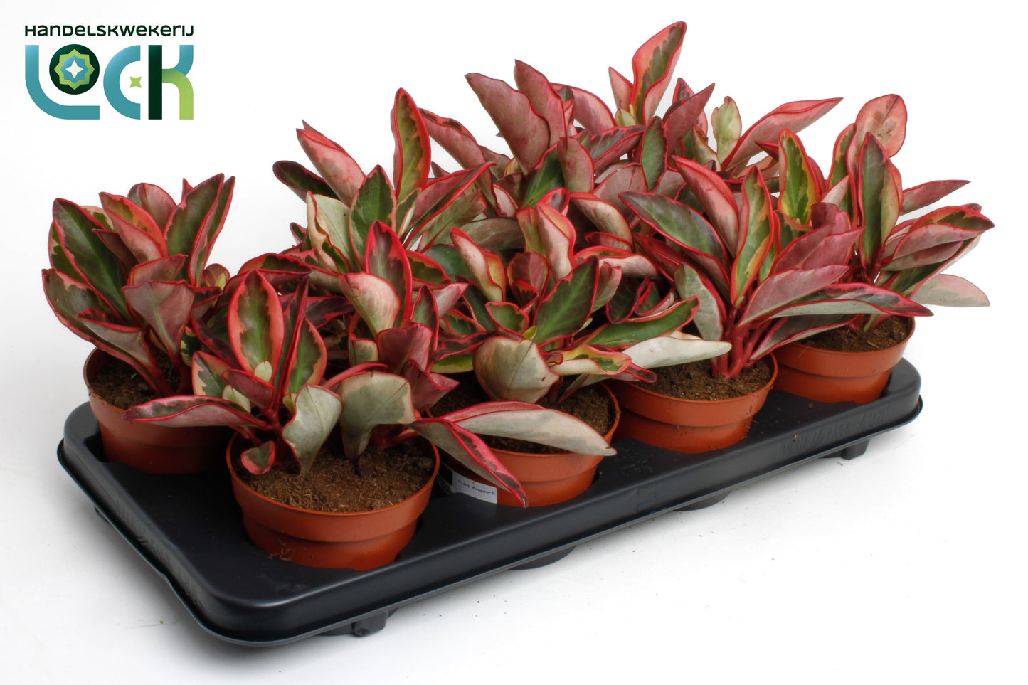 Lock, Handelskwekerij Peperomia clus. Jellie Pack of 8