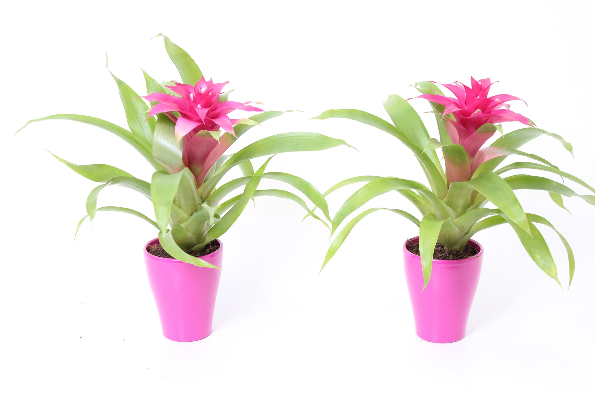 Guzmania Victory 35cm 10cm Pot