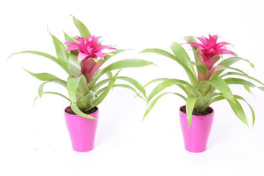 Guzmania Victory 35cm 10cm Pot