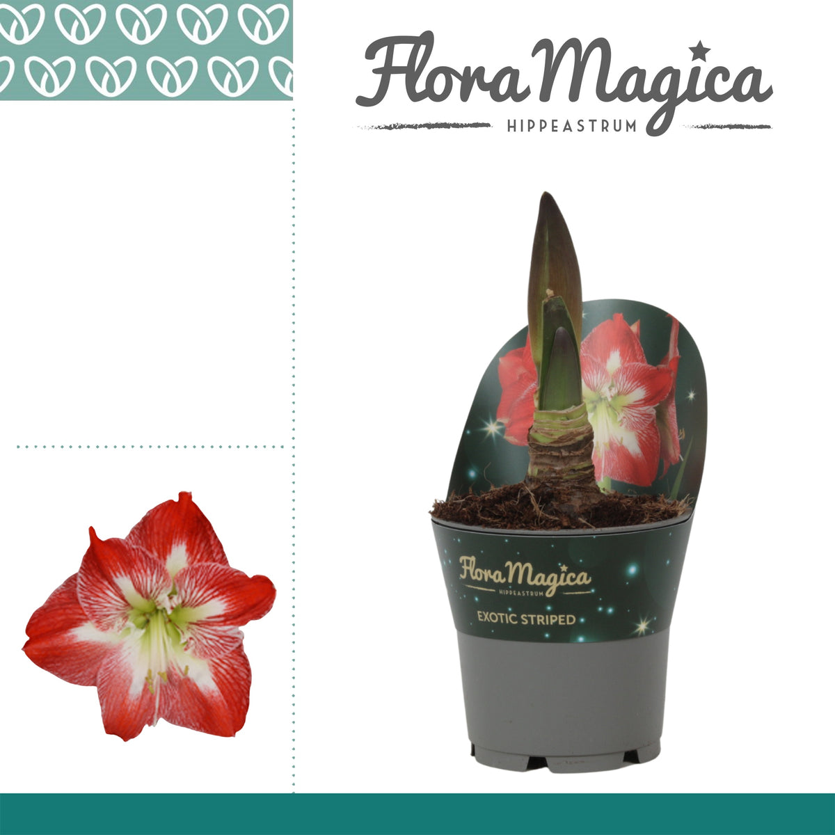 Hippeastrum 25cm 12cm Pot