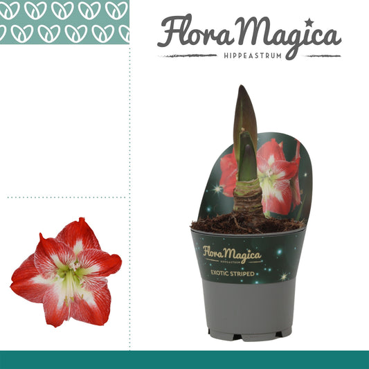 Hippeastrum 25cm 12cm Pot