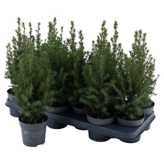 Picea glauca Perfecta 38cm 11cm Pot