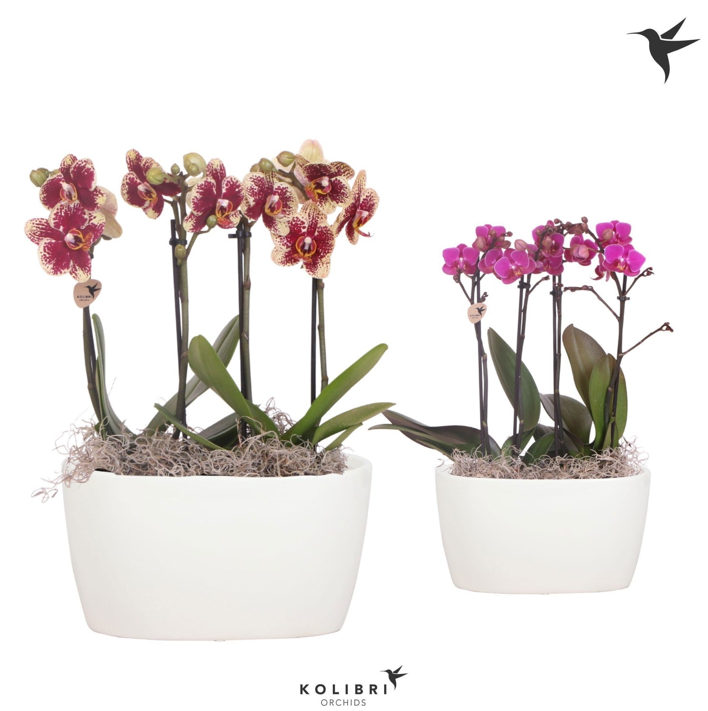 OK Plant Kolibri Orchids Phalaenopsis mix 4 spike in Oval Twins white Pack of 3