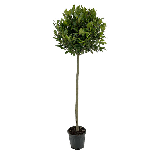 Laurus nobilis 170cm 25cm Pot