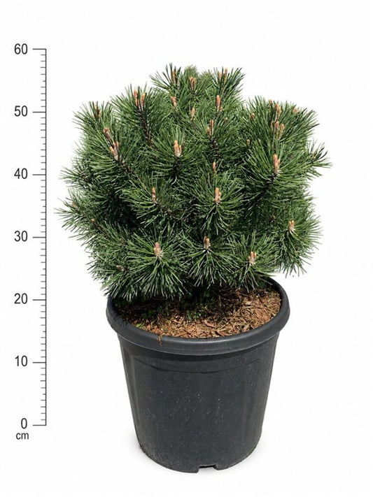 Pinus mugo Mops 55cm 32cm Pot