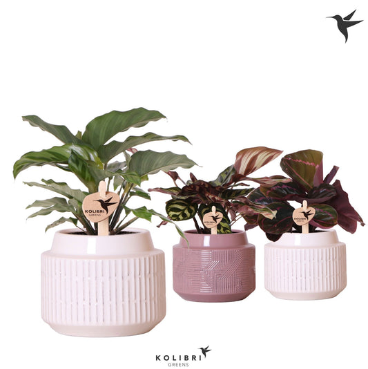Calathea mix 24cm 9cm Pot