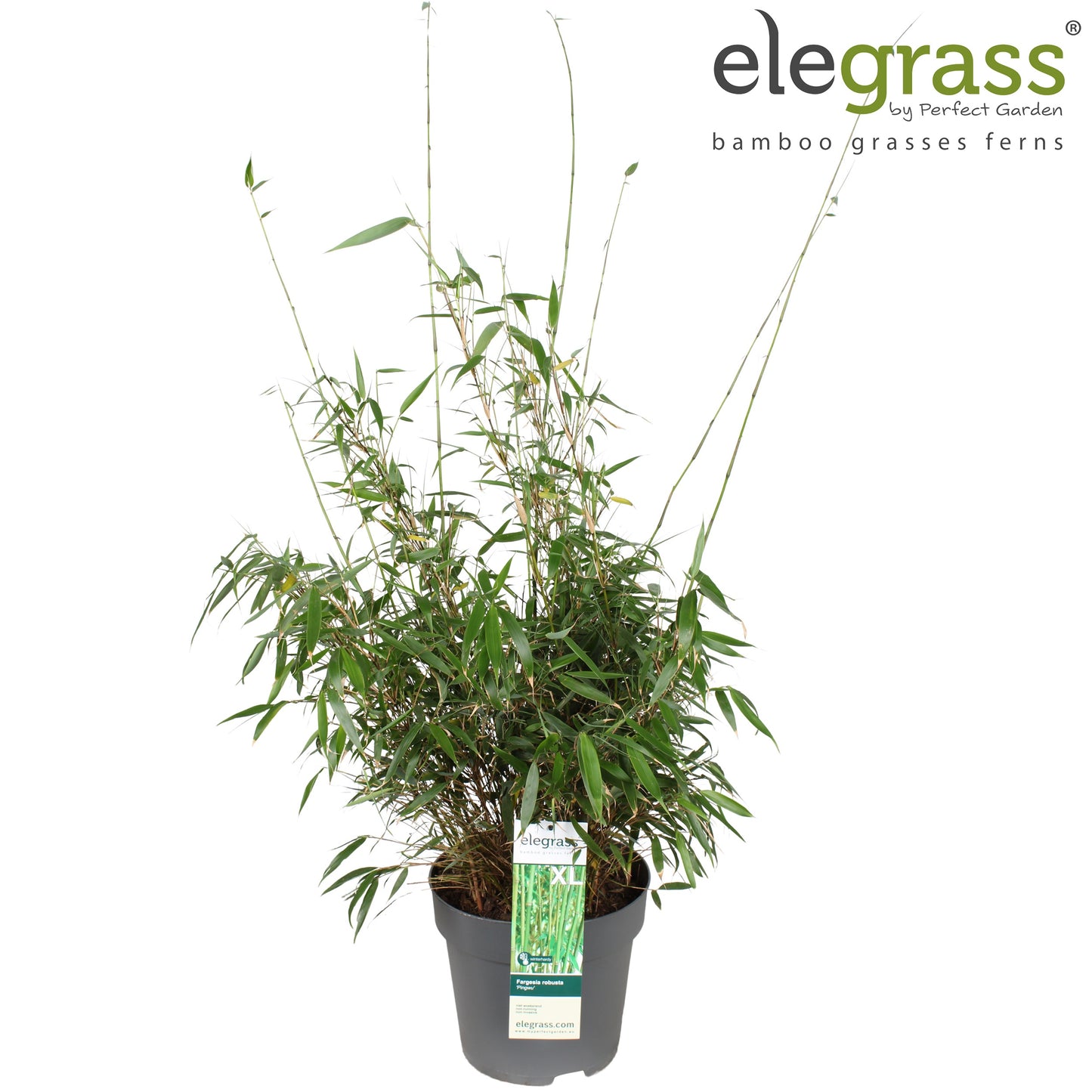 Fargesia robusta Pingwu 100cm 29cm Pot