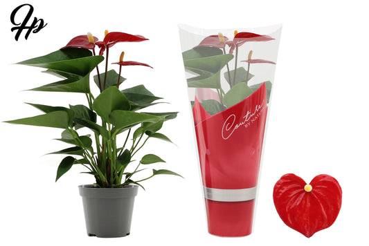 Anthurium Micra 25cm 9cm Pot