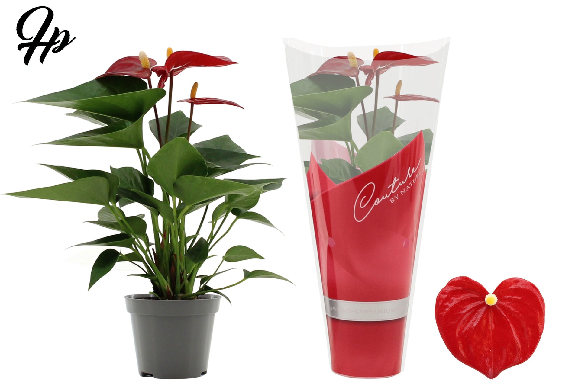 Anthurium Micra 25cm 9cm Pot
