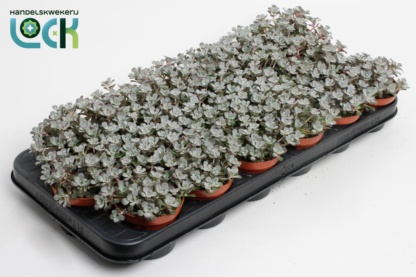Sedum album mix 10cm 8.5cm Pot