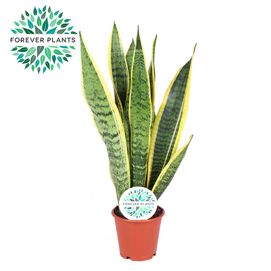 Sansevieria Laurentii 30cm 12cm Pot