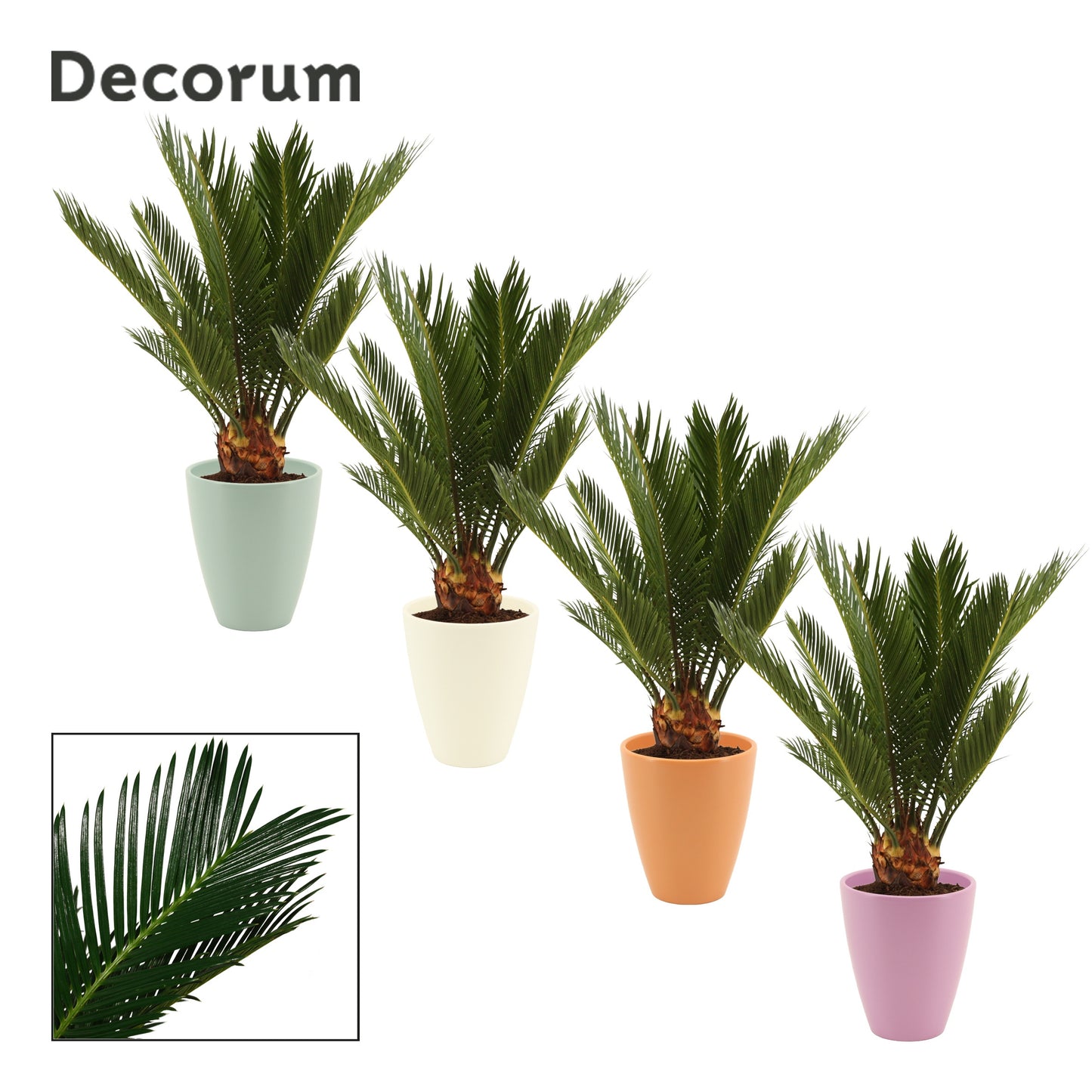 Duijn-Hove BV, kwekerij Cycas revoluta (+ drp.Carly) Pack of 6