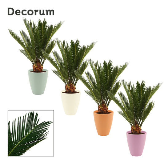 Duijn-Hove BV, kwekerij Cycas revoluta (+ drp.Carly) Pack of 6