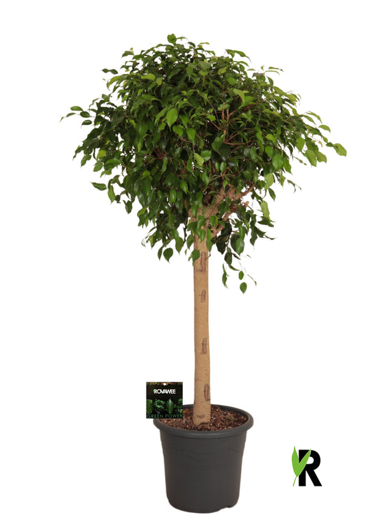 Ficus benj. Exotica 150cm 32cm Pot