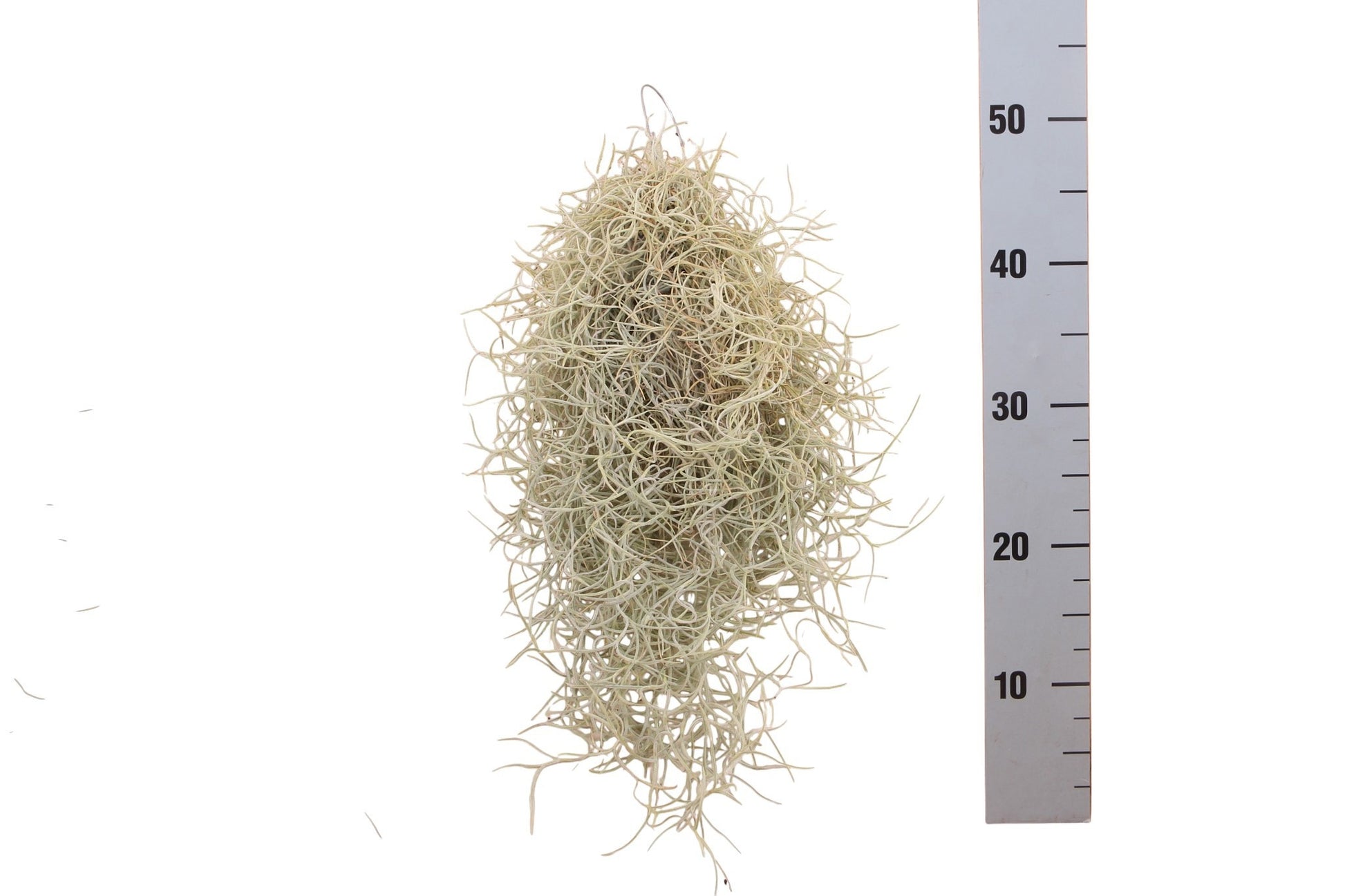 Tillandsia usneoides 50cm 998cm Pot