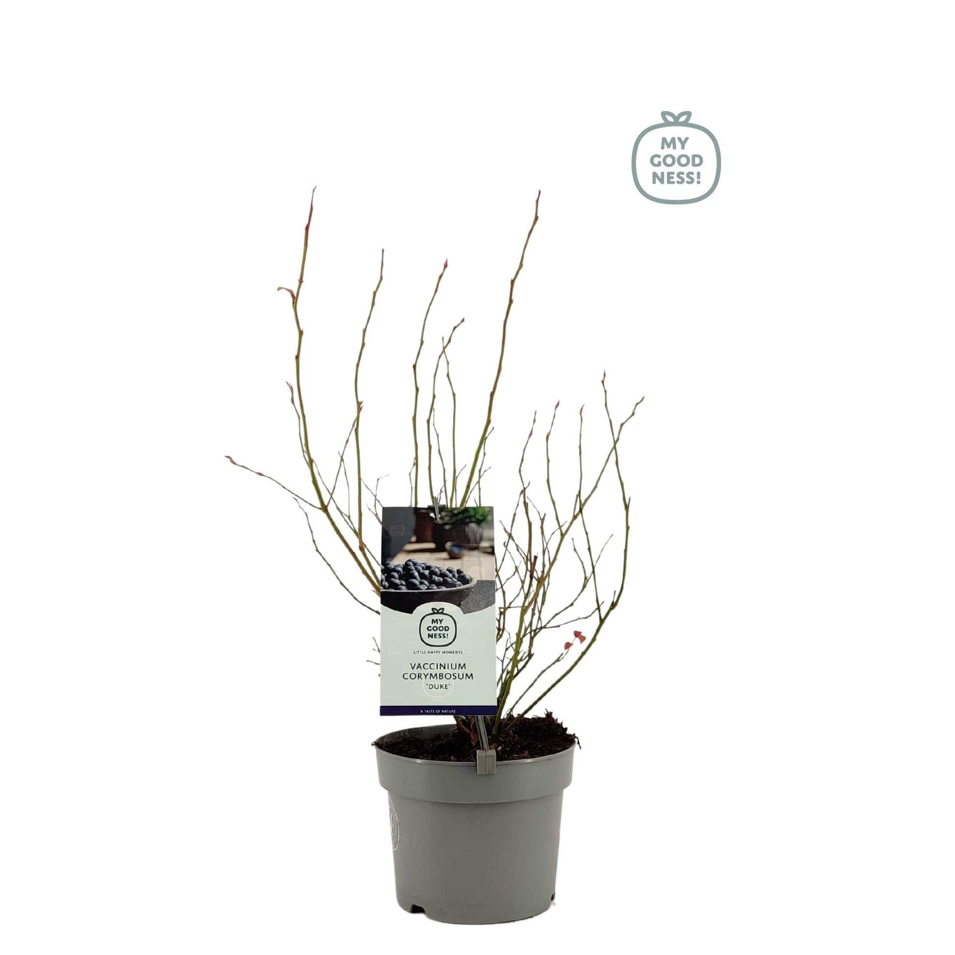 Vaccinium corymbosum ("Blueberry") 30cm 17cm Pot