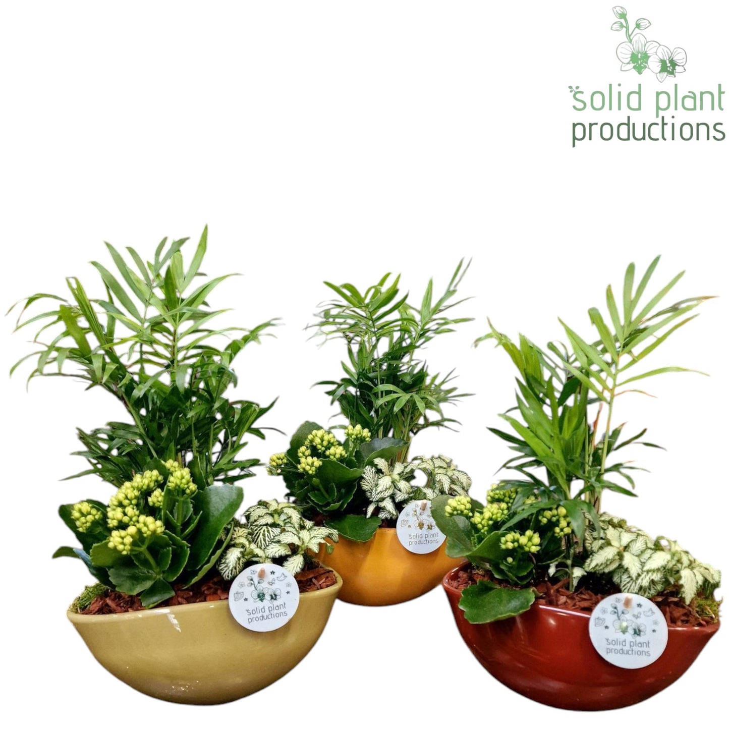 Solid Plant Productions CH014 Evelyn Chamaedorea Pack of 3