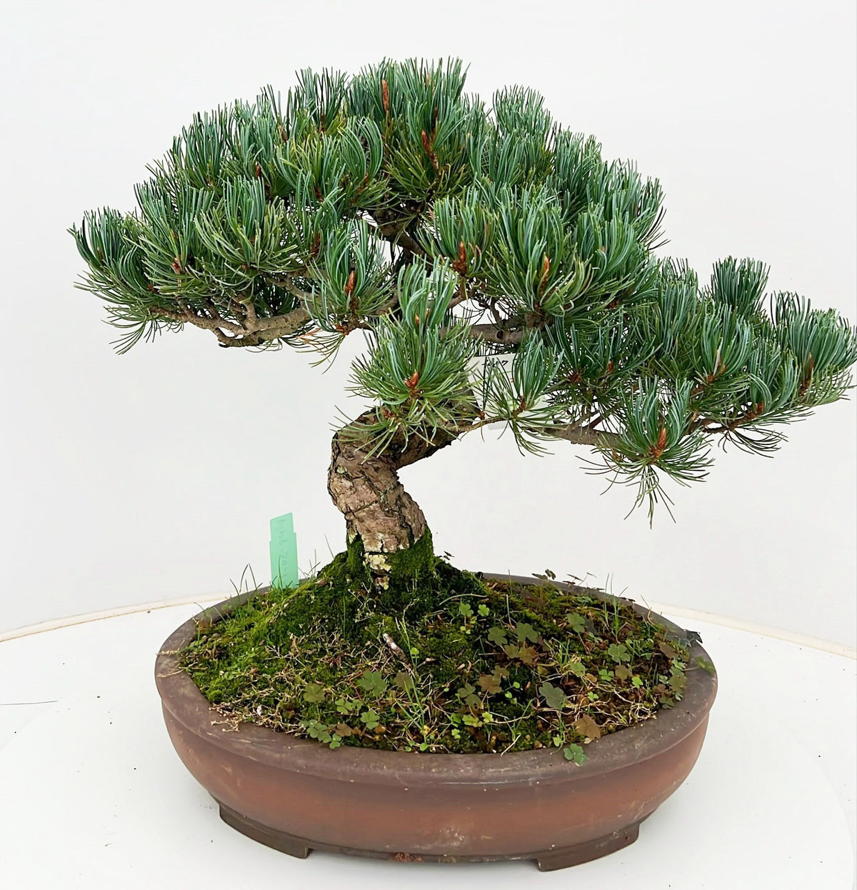 Pinus parviflora 40cm 31cm Pot