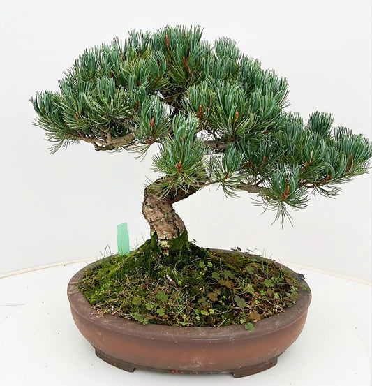Pinus parviflora 40cm 31cm Pot
