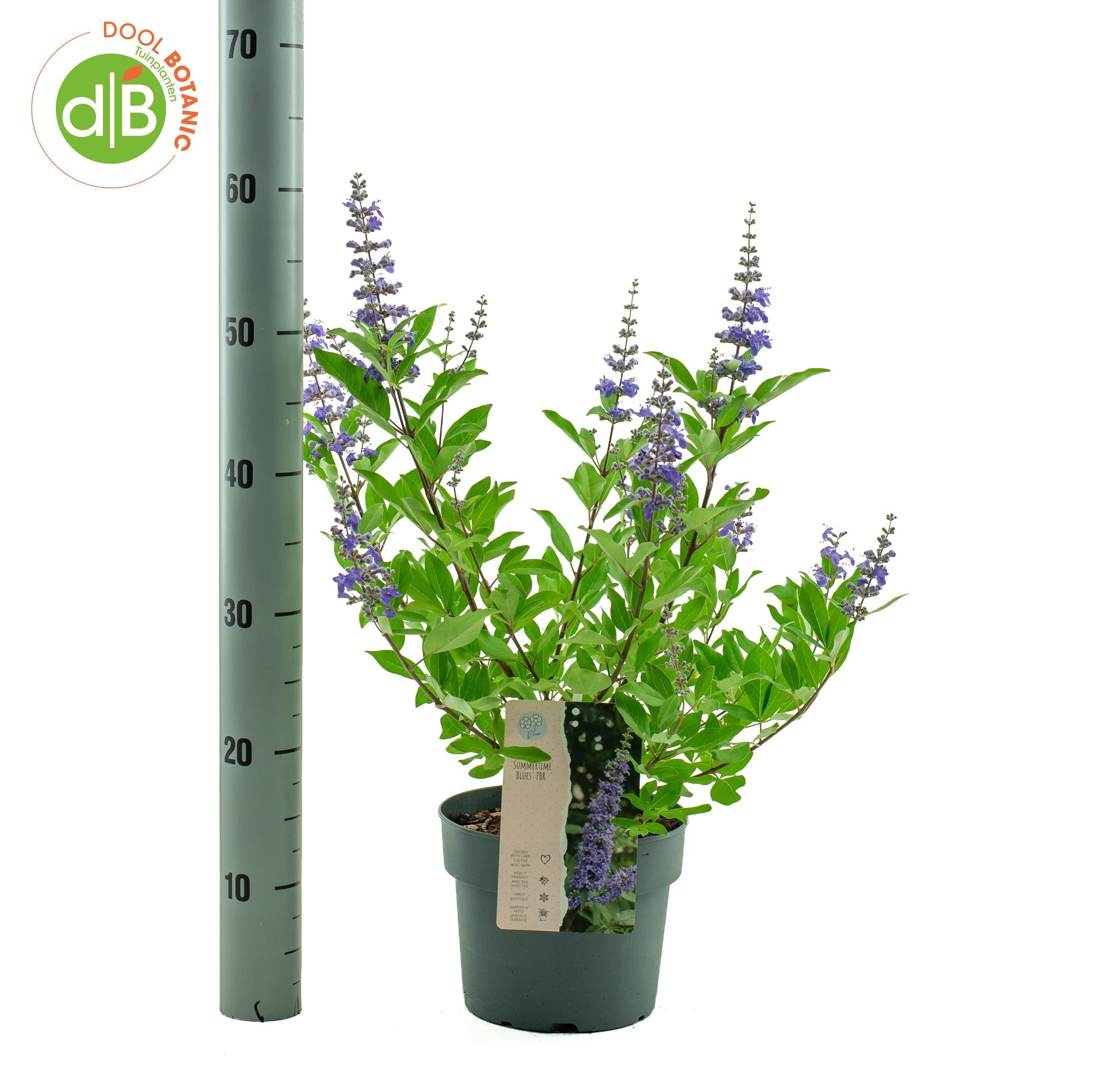 Vitex agnus-castus 45cm 19cm Pot