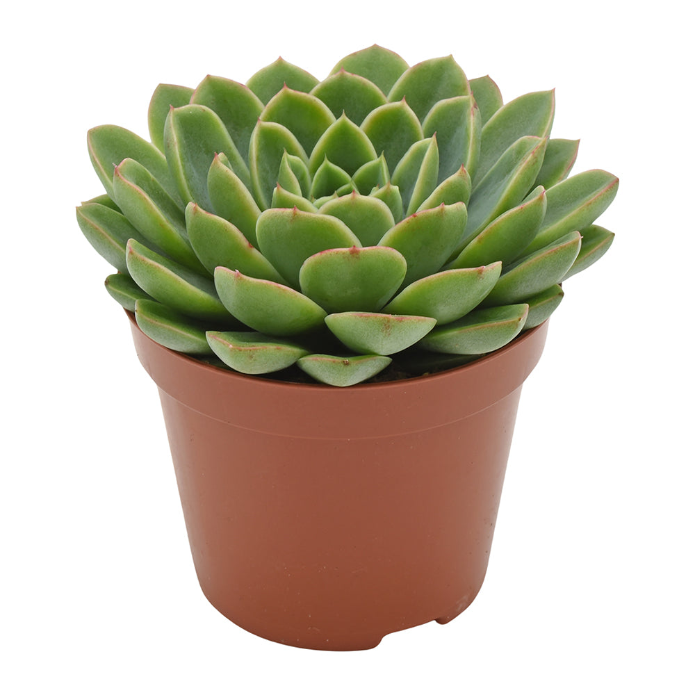 Echeveria Rosetta Chico 10cm 8.5cm Pot