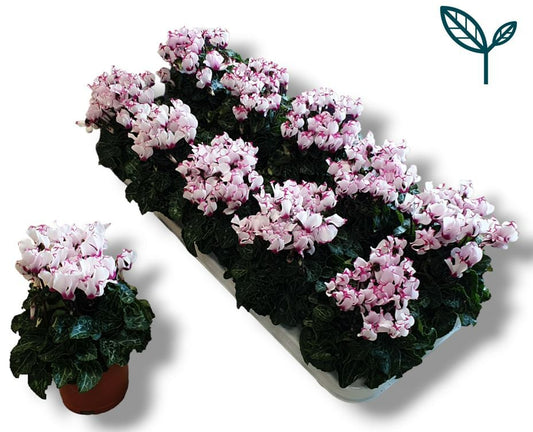 Cyclamen Metis Victoria 25cm 10.5cm Pot