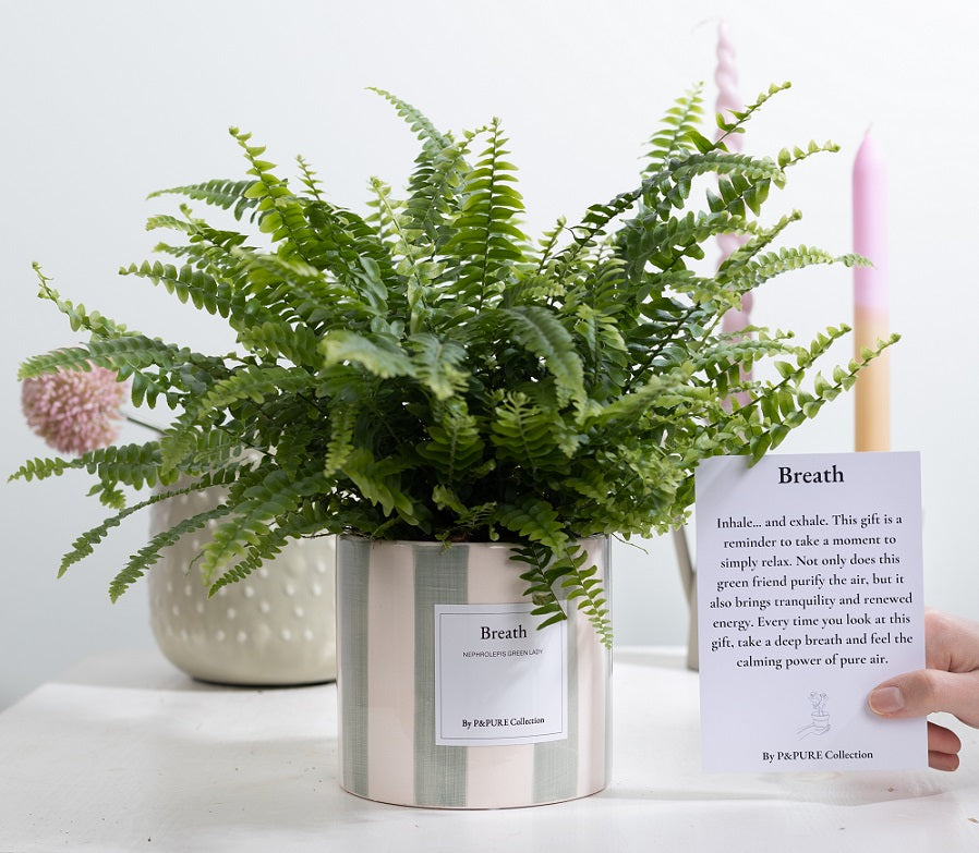 Nephrolepis Green Lady 35cm 12cm Pot