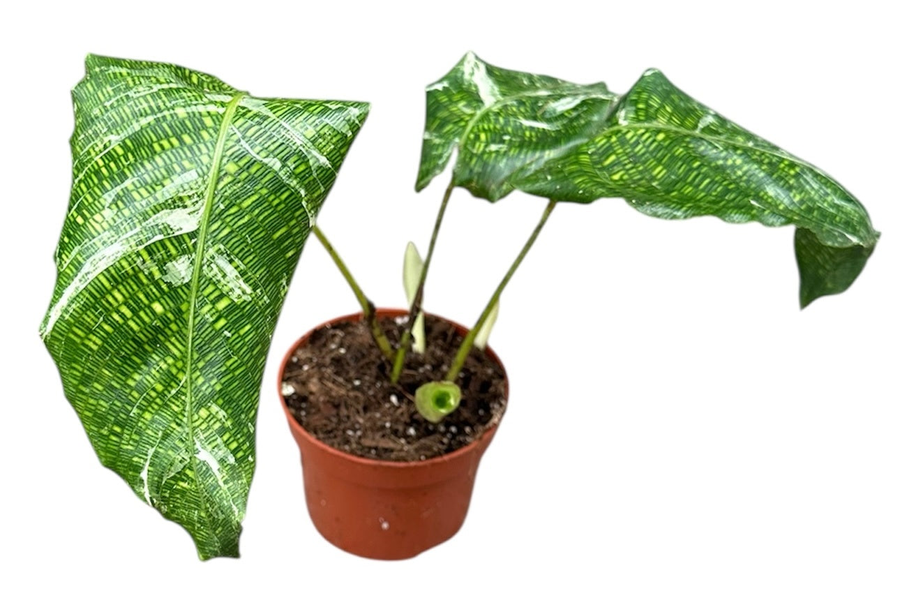 Calathea Hybrid 15cm 10.5cm Pot