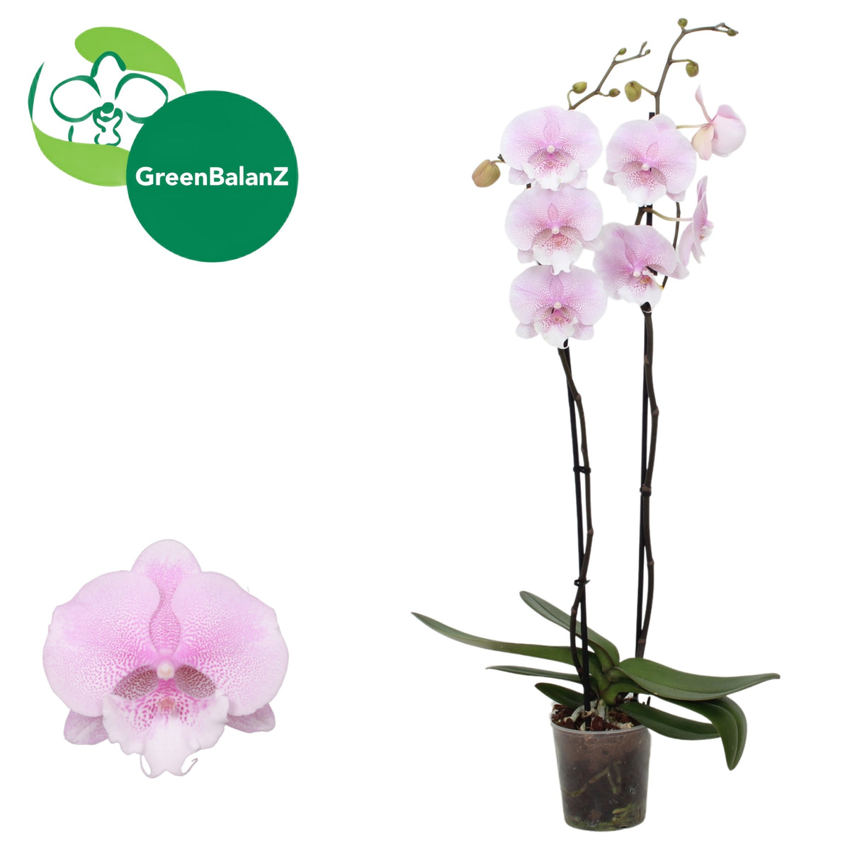 Phalaenopsis pink 75cm 12cm Pot