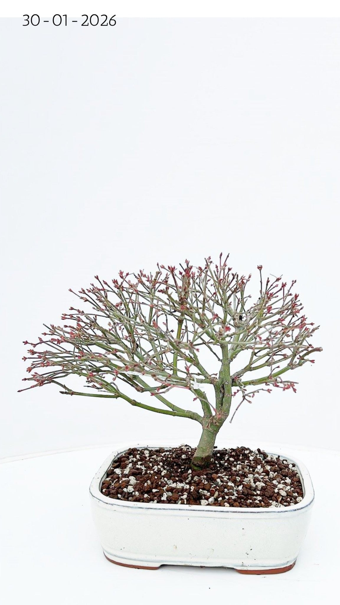 Acer bonsai Kiyohime 30cm 22cm Pot
