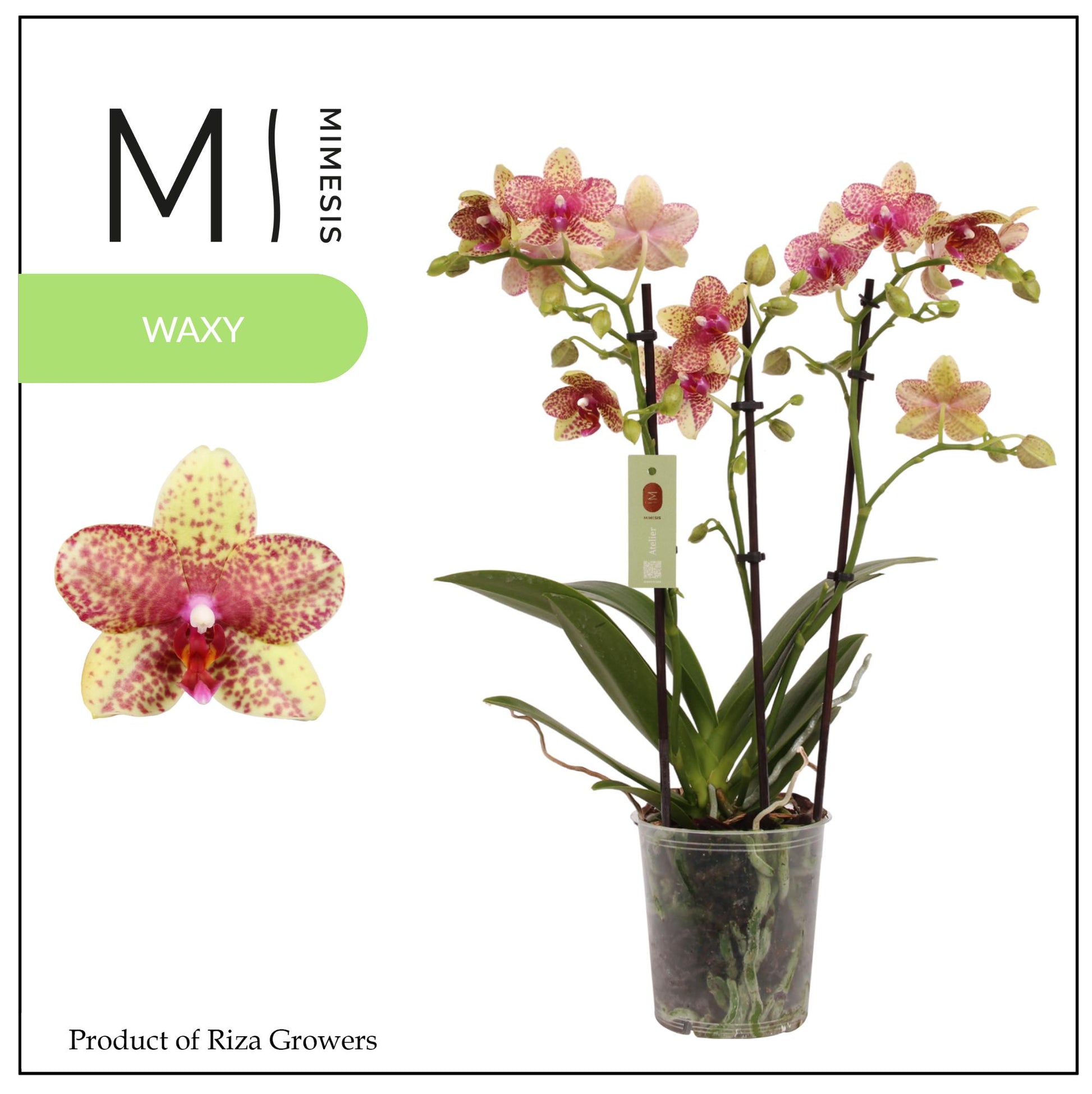 Riza Ter Laak Orchios Phalaenopsis mf. Grosseto Pack of 10