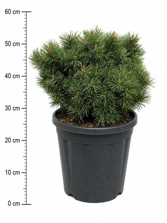 Pinus hybrid 55cm 32cm Pot
