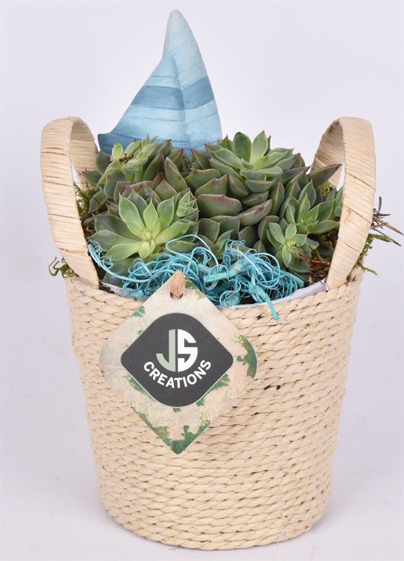 arr.  Plants 12cm Pot