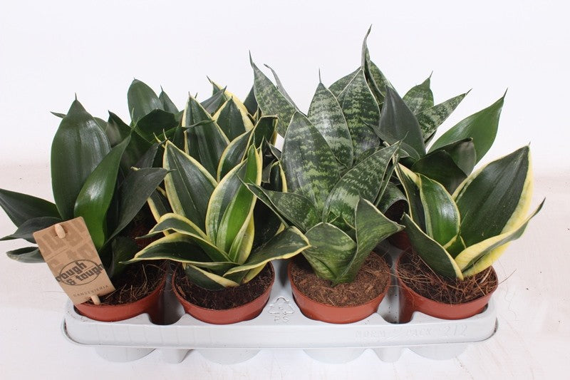 Sansevieria Hahnii mix 18cm 9cm Pot