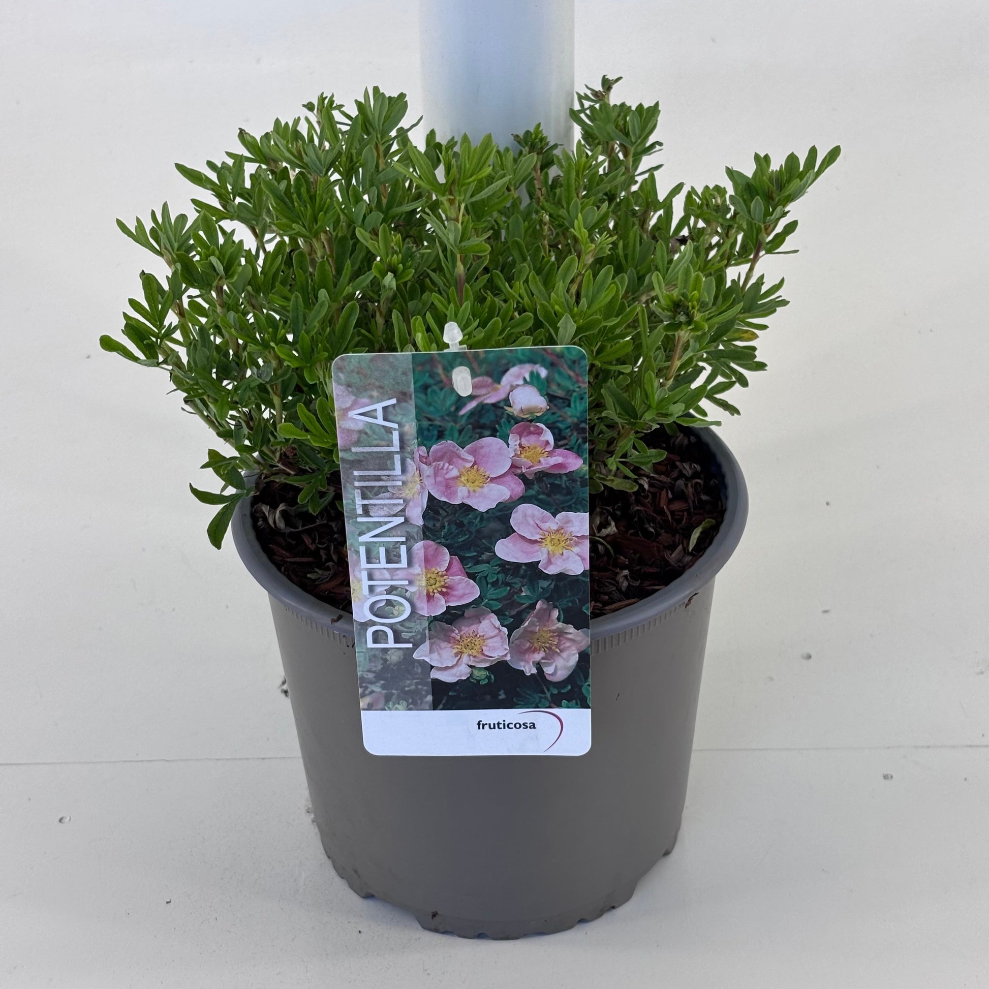 Potentilla fruticosa 20cm 19cm Pot