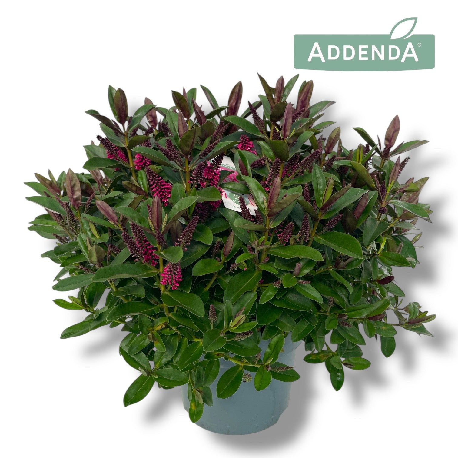 Hebe Celebration 45cm 23cm Pot