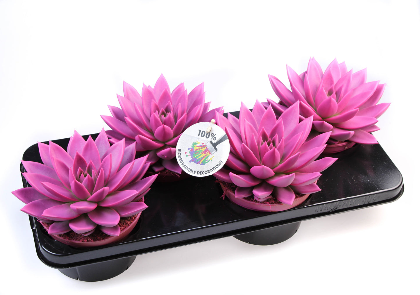 Rainbow cerise 246 20cm 15cm Pot