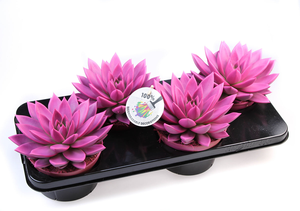 Rainbow cerise 246 20cm 15cm Pot