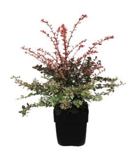 berberis-thunbergii-rose-glow-45cm-17cm-pot