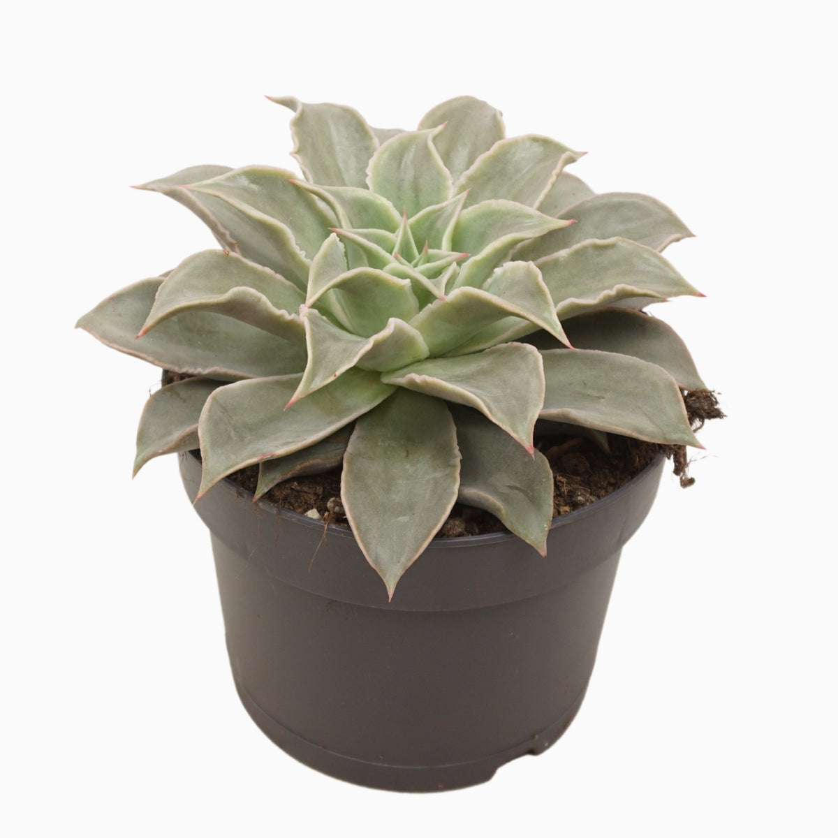 Echeveria Hybrid 25cm 17cm Pot