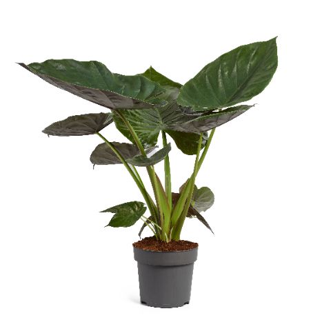 Alocasia wentii 100cm 24cm Pot