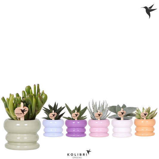 Succulent mix 13cm 6cm Pot