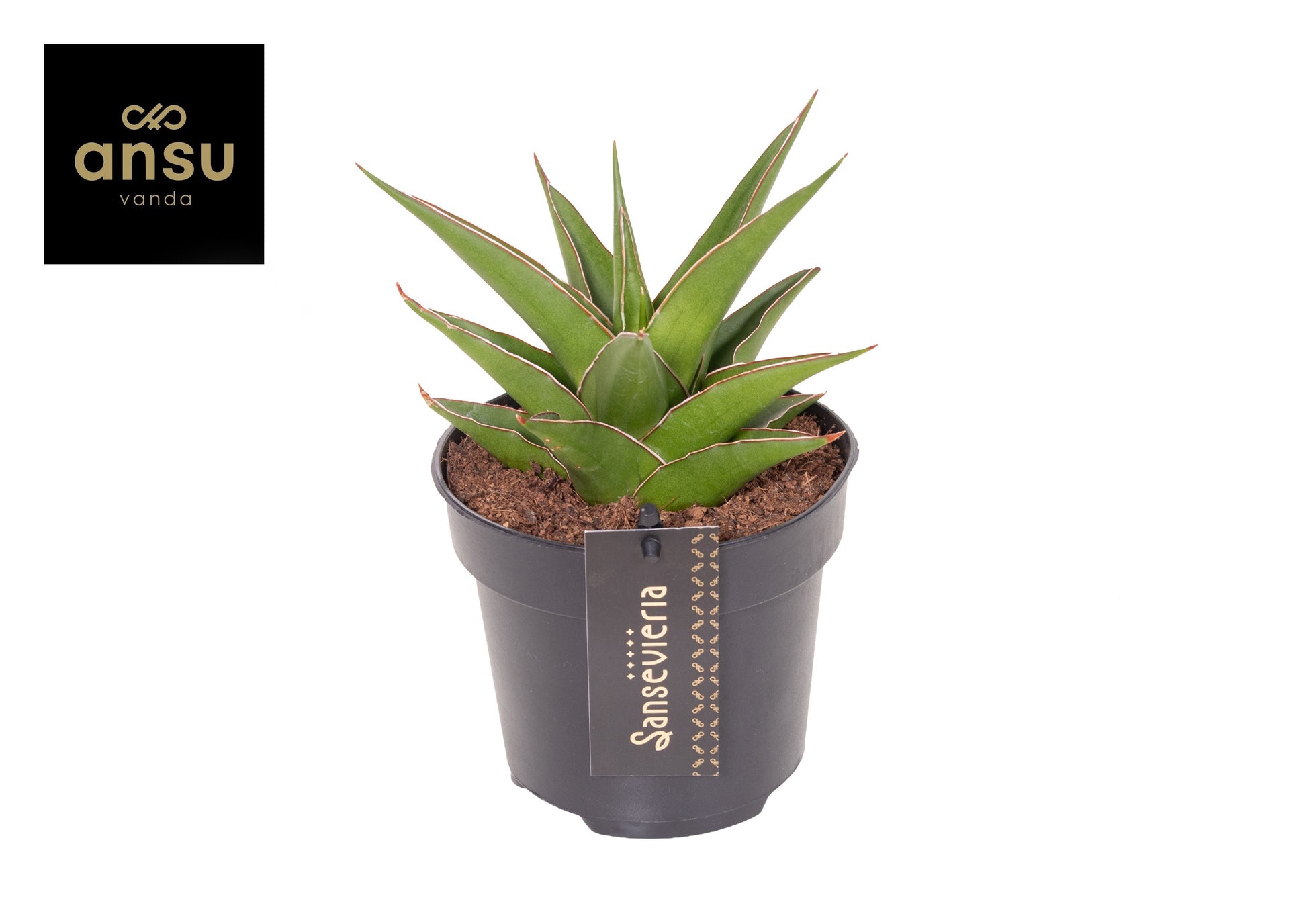 Sansevieria Comet Amazon Green 32cm 12cm Pot