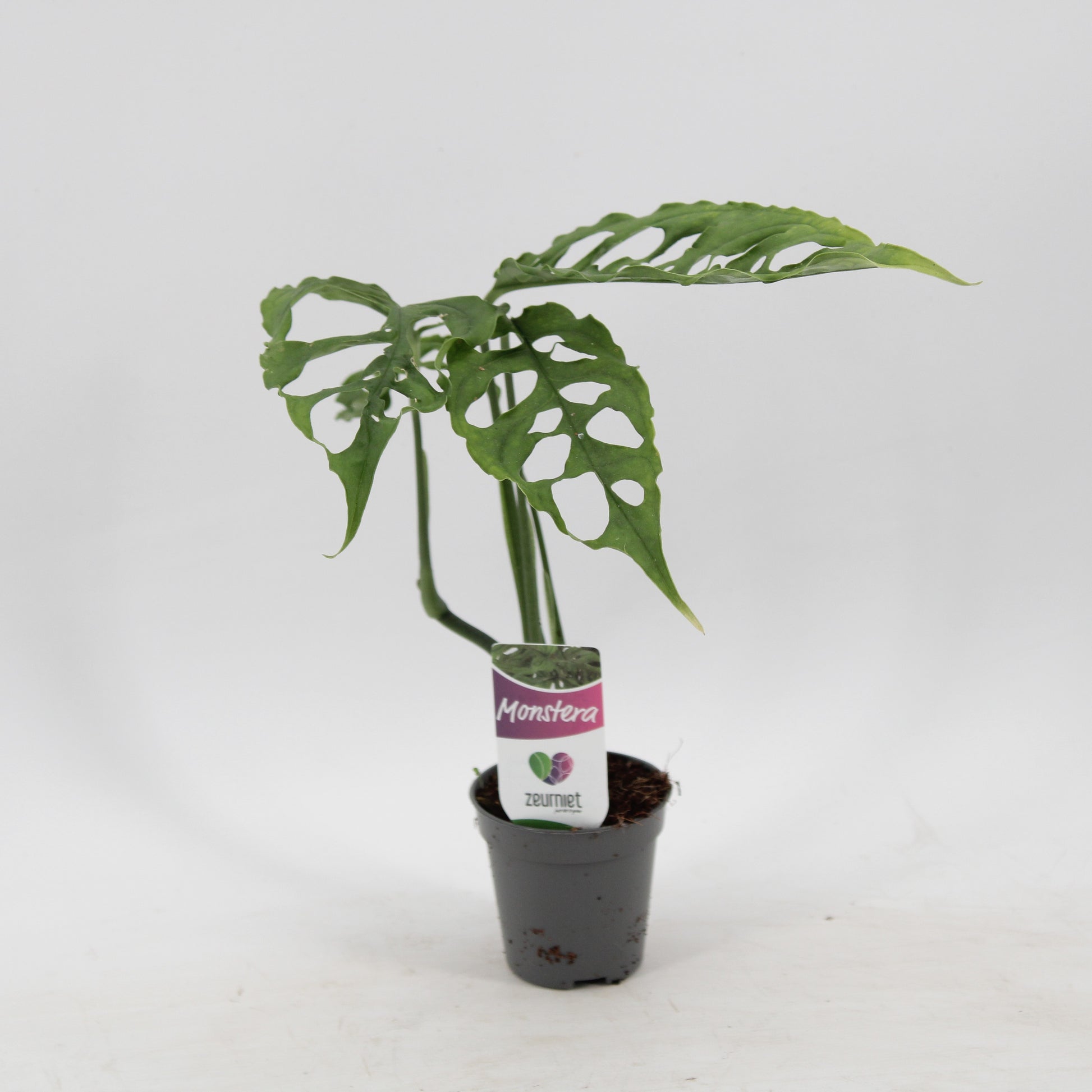 Monstera Variegated 25cm 505cm Pot