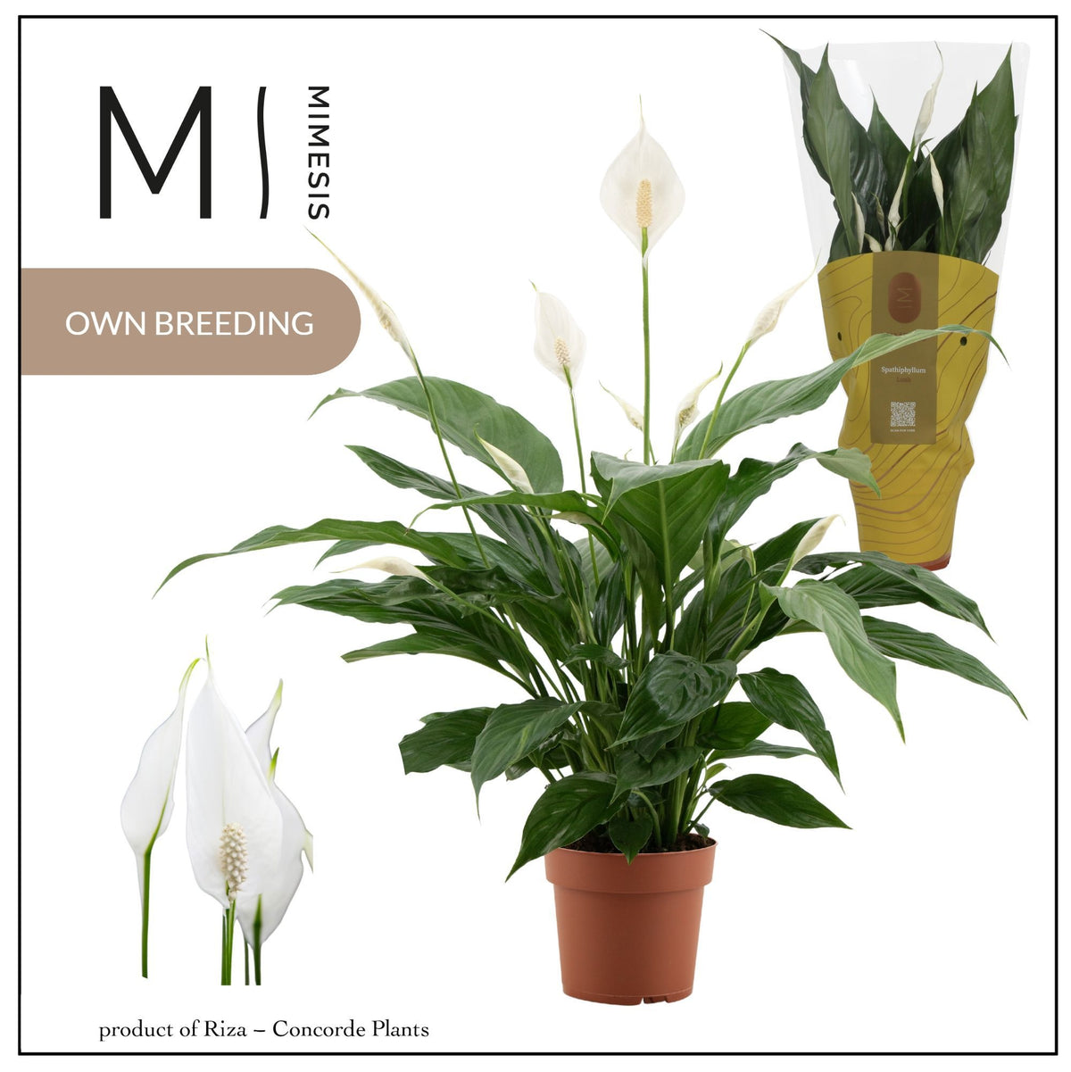 Spathiphyllum Sweet Benito 55cm 13cm Pot