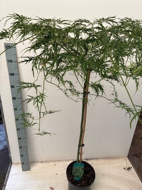 Acer Dissectum 120cm 26cm Pot