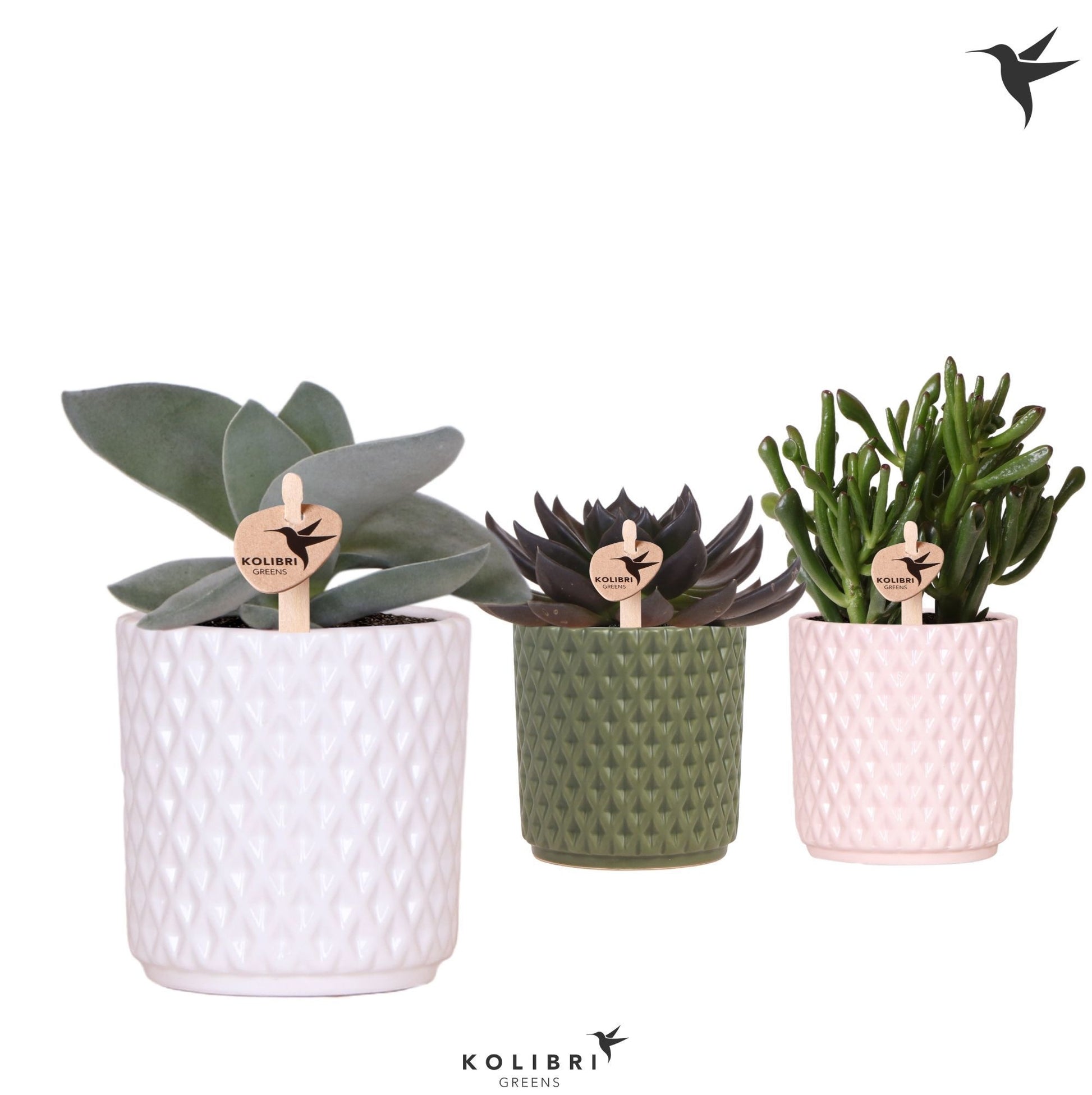 Succulent mix 20cm 9cm Pot
